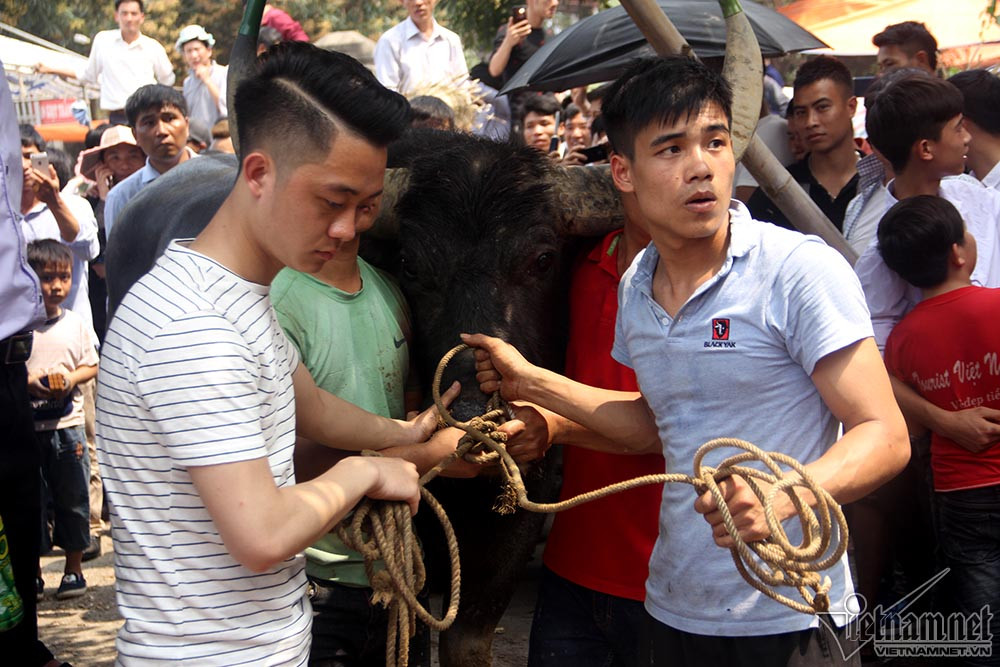 Ông cầu" vô địch đã bị xẻ thịt bán với giá 3 triệu đồng/kg, chỉ sau 15 phút, giá giảm xuống còn 1 triệu. Thịt trâu giải nhì có giá lúc đầu là 2 triệu đồng/kg, sau giảm xuống một nửa. Mức giá "cắt cổ", nhưng theo quan niệm của người dân, ăn thịt trâu chọi đầu năm sẽ gặp may mắn, sức khỏe dồi dào cả năm. "Ông trâu" 03 chuẩn bị được đưa vào phòng kín để chích điện, mổ thịt.