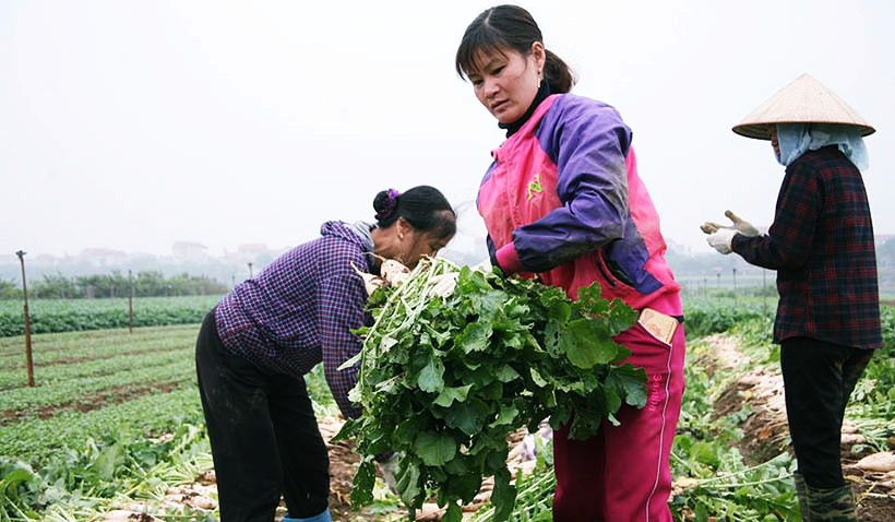 Theo người dân, giống củ cải được họ mua trồng trên cánh đồng xã Tráng Việt rất to, đến thời điểm thu hoạch có củ nặng tới 2,5 kg. Tuy nhiên, nhiều thương lái cho rằng, đây là củ cải Trung Quốc khiến việc tiêu thụ củ cải trắng của người dân càng khó hơn.