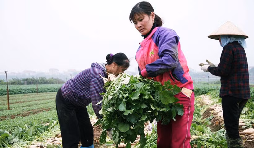 Theo người dân, giống củ cải được họ mua trồng trên cánh đồng xã Tráng Việt rất to, đến thời điểm thu hoạch có củ nặng tới 2,5 kg. Tuy nhiên, nhiều thương lái cho rằng, đây là củ cải Trung Quốc khiến việc tiêu thụ củ cải trắng của người dân càng khó hơn.