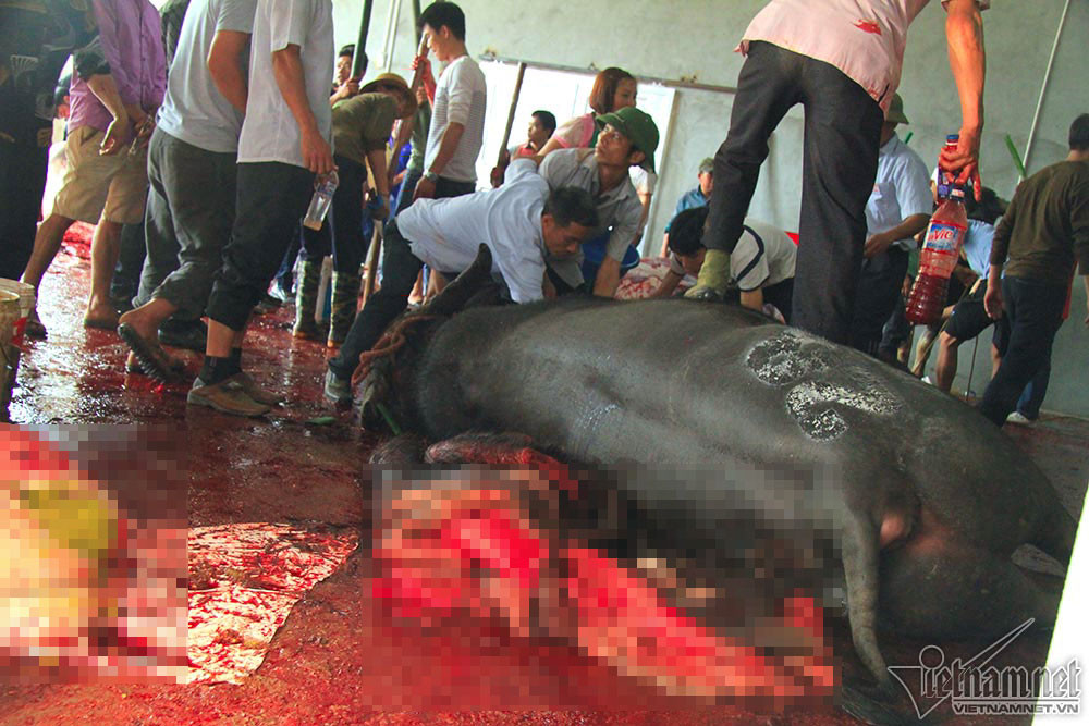 "Những ông trâu trước khi đưa vào sới đấu đều đã được tế Thành Hoàng rồi, sau đó chỉ còn phần xác. Việc giết mổ trâu là truyền tục từ xưa đến nay ở địa phương chúng tôi nên rất khó dừng giết mổ dù chúng tôi đã tuyên truyền, vận động. Đặc biệt, sau các trận đấu, các ông trâu đã bị thương rất nặng, rất khó để nuôi tiếp", ông Thư nói. Hình ảnh mổ thịt trâu đem ra bán