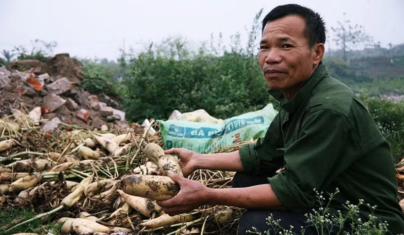 Ông Đinh Văn Khanh (trú thôn Tráng Việt, xã Tráng Việt) ngậm ngùi cho biết: “Giá củ cải bây giờ quá rẻ, củ cải lại già, chưa nhổ kịp mà chủ ruộng đòi đất để trồng cây khác. Chúng tôi đành phải nhổ mang củ cải đi đổ bỏ. Xót lắm nhưng không biết phải làm như thế nào?”
