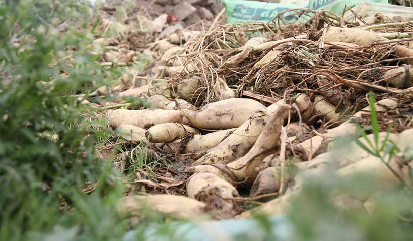 Những đống củ cải trắng to héo nát do người dân không bán được đem nhổ bỏ, khiến ai trông thấy cũng xót xa.