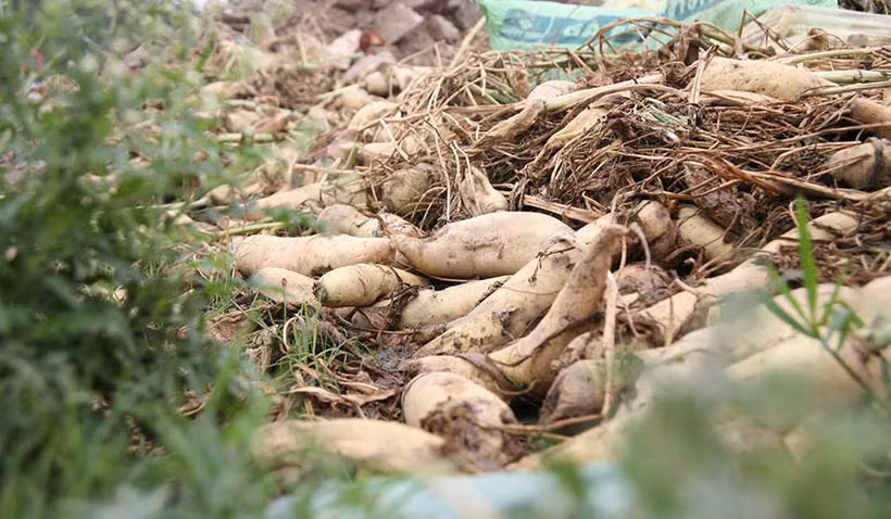 Những đống củ cải trắng to héo nát do người dân không bán được đem nhổ bỏ, khiến ai trông thấy cũng xót xa.