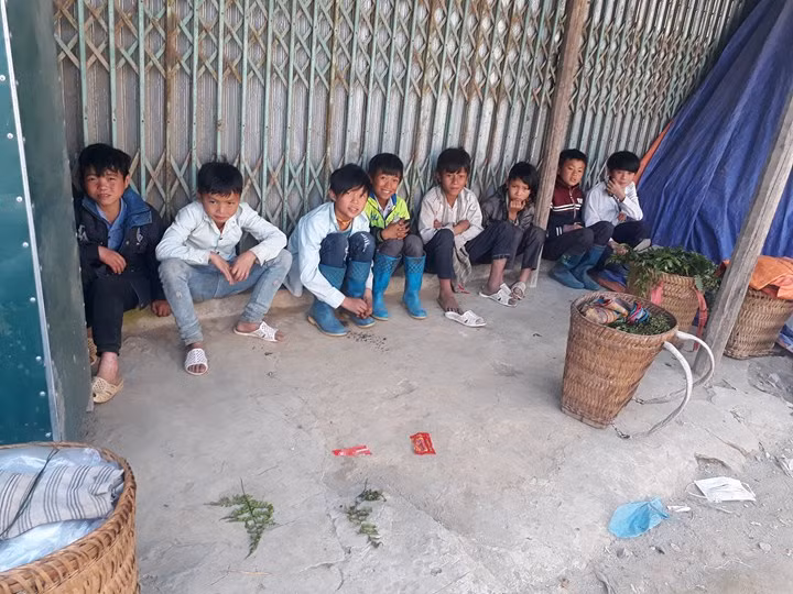 Vào những ngày nghỉ, nhiều trẻ em học sinh vùng cao lên rừng hái rau dớn cùng bố mẹ để kiếm thêm thu nhập cho gia đình.