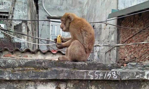 Dù khó chịu nhưng người dân vẫn ném chuối và một số thức ăn khác cho khỉ hoang ăn, để hạn chế việc con khỉ quậy phá thêm.