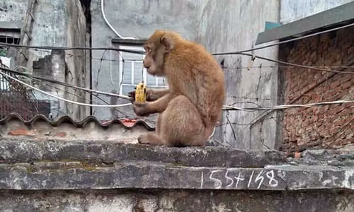 Dù khó chịu nhưng người dân vẫn ném chuối và một số thức ăn khác cho khỉ hoang ăn, để hạn chế việc con khỉ quậy phá thêm.