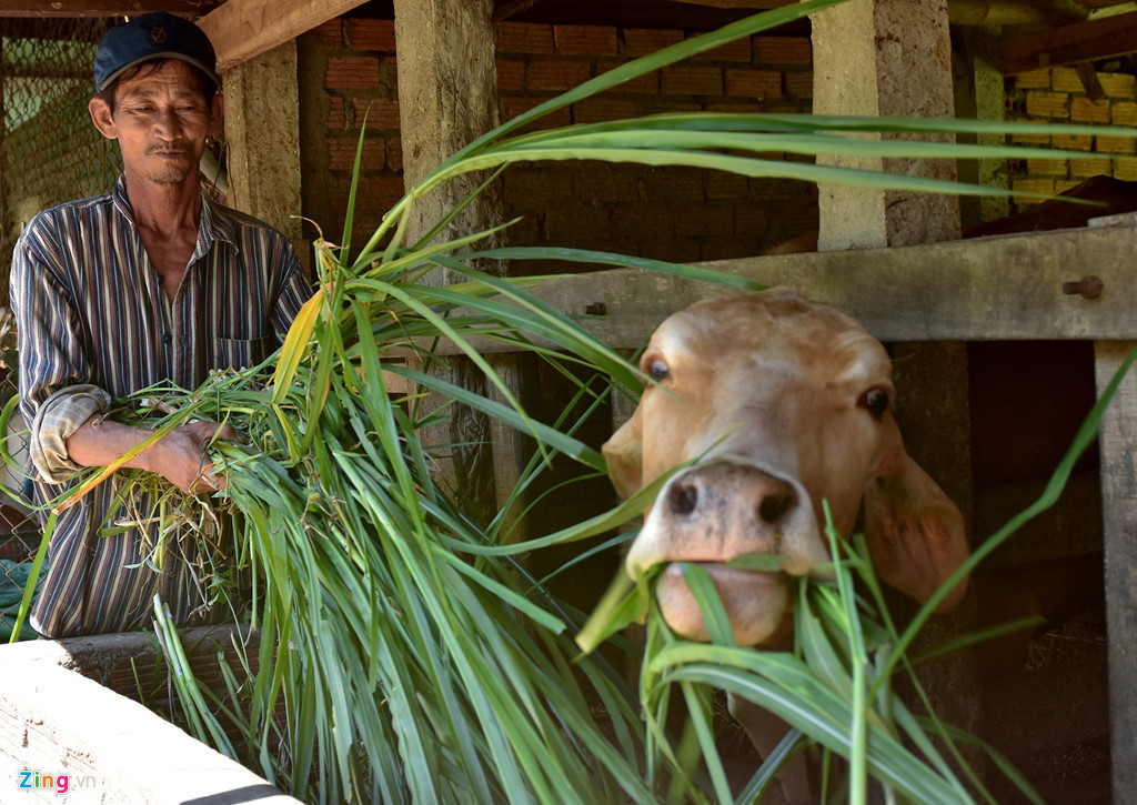 Ông Đỗ Ba chăn nuôi bò nỗ lực vươn lên thoát nghèo. Ảnh: Minh Hoàng.