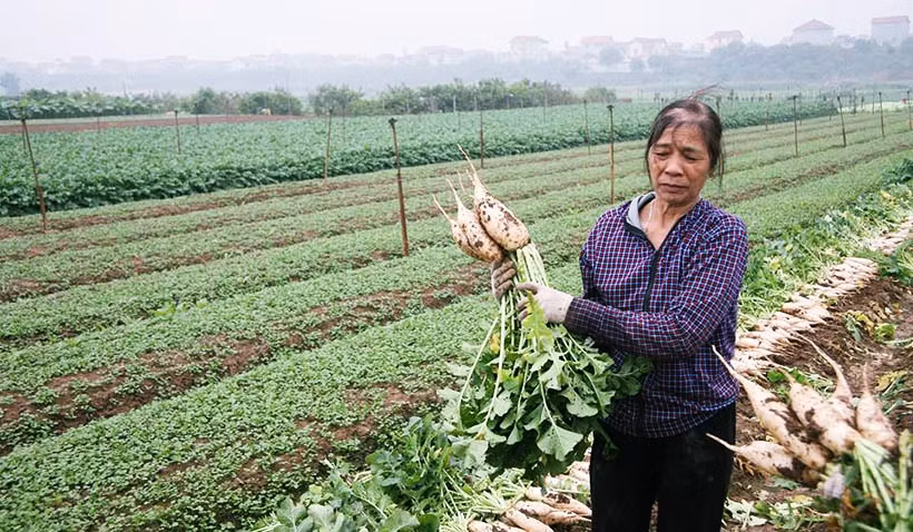 Do củ cải không bán được người nông dân đành phải nhổ bỏ đi. Thậm chí có gia đình khóc ròng khi phải nhổ khoảng 20 tấn củ cải vứt bỏ.