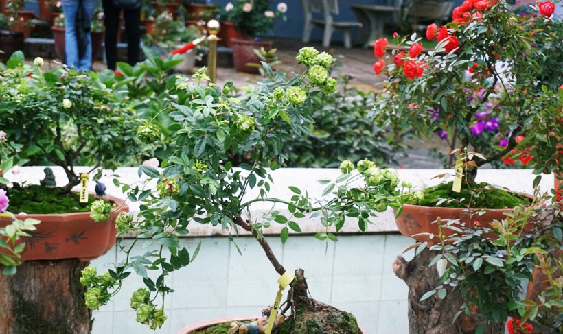 Tại buổi khai mạc, Đại sứ quán Bulgaria cho biết, đã phối hợp với Viện di truyền giống Bộ Nông nghiệp và Phát triển nông thôn nhập về 1680 cây hồng Bulgaria gồm hơn 100 loại hồng khác nhau. Các giống hoa hồng nhập có tem nhãn để phân biệt các loài hoa và xuất xứ.