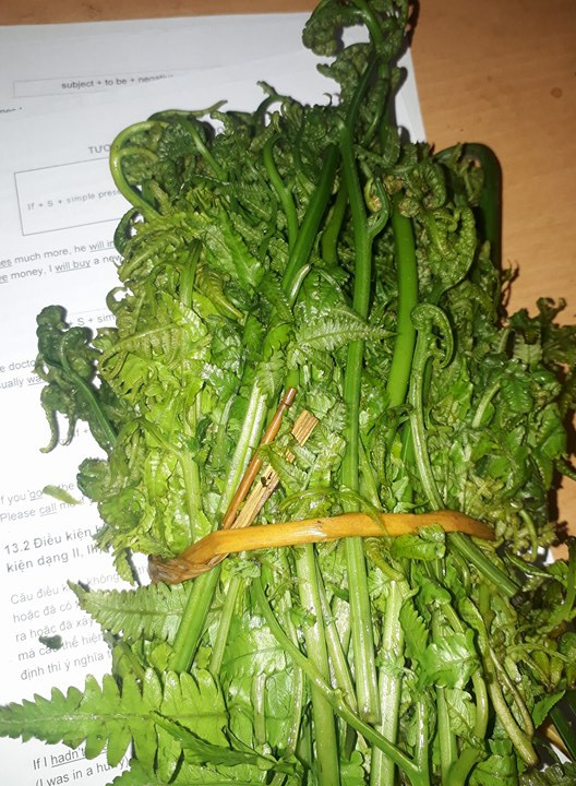 Ngoài dùng chế biến thức ăn, rau dớn còn có thể chữa bệnh chống táo bón, giảm các cơn đau âm ỉ do đại tràng...