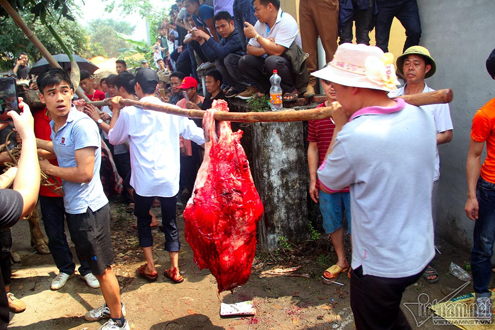 Theo ông Hà Văn Thư, để đầu tư một ông trâu chọi, các chủ trâu phải bỏ ra một khoản kinh phí rất lớn, lên đến trên 100 triệu đồng nên việc bán thịt trâu chọi giúp các chủ trâu trang trải chi phí và kiếm thêm thu nhập". Hình ảnh hàng trăm cân thịt được đưa ra khỏi lò mổ sau vài phút thao tác