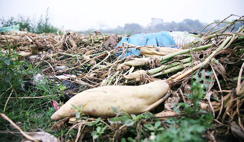 Không chỉ mất trắng tiền giống, công chăm sóc mà người nông dân còn phải thuê người nhổ bỏ và thuê ô tô chở đi vứt củ cải trắng.