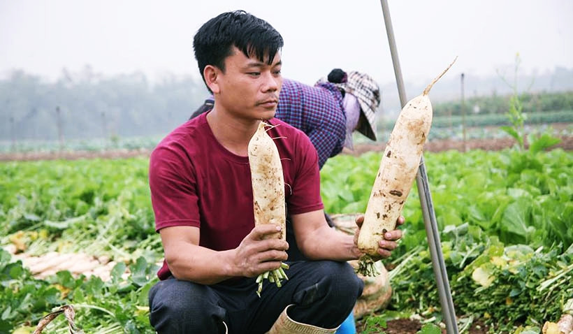 Người nông dân ngậm ngùi khi cầm củ cải trắng to trên tay, nhưng đành phải vứt bỏ vì không bán được.