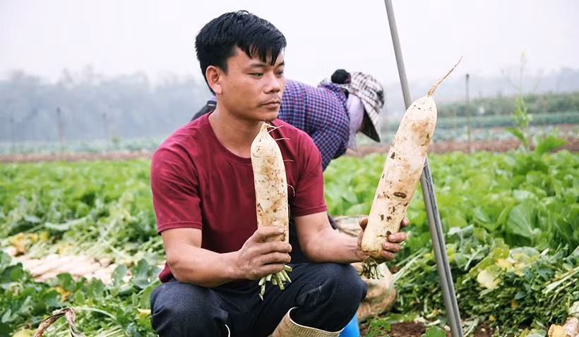 Người nông dân ngậm ngùi khi cầm củ cải trắng to trên tay, nhưng đành phải vứt bỏ vì không bán được.