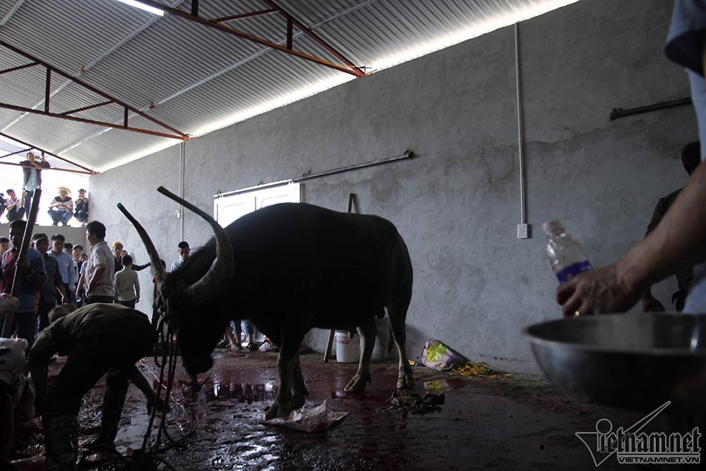 Dù trước đó Bộ VH-TT-DL có công văn tuyên truyền không giết mổ trâu chọi, ông Hà Văn Thư, Chủ tịch xã Hải Lựu, Trưởng BTC lễ hội lí giải: "BTC đã nhận được công văn của Bộ, nhưng trong công văn chỉ yêu cầu tuyên truyền các chủ trâu không giết mổ chứ không cấm". Hình ảnh Trâu chọi vô địch trong lò mổ chuẩn bị bị chích điện.