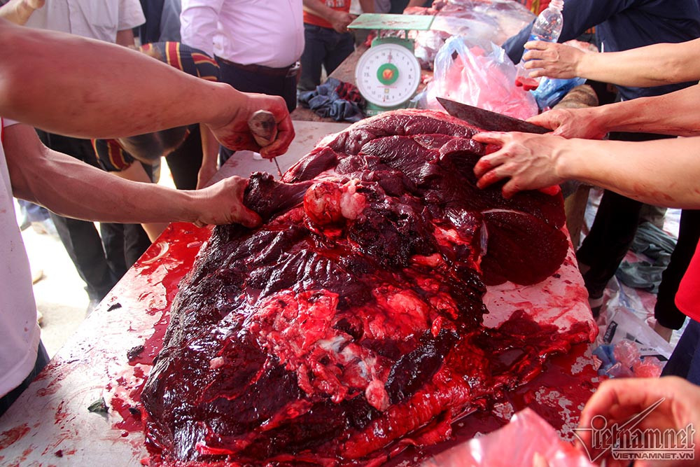 Các chú trâu sau cuộc thi hầu hết sẽ theo nguyện vọng của chủ là giết để bán. Người dân cho rằng ăn thịt trâu chọi sẽ gặp may mắn cả năm