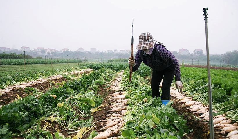 Người dân cho hay, họ đầu tư khoảng 3,5 triệu/1 sào ruộng trồng củ cải, nhưng bây giờ bán với giá từ khoảng 500 - 1.000 đồng/kg cũng khó.
