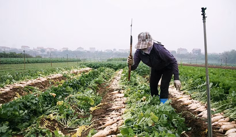 Người dân cho hay, họ đầu tư khoảng 3,5 triệu/1 sào ruộng trồng củ cải, nhưng bây giờ bán với giá từ khoảng 500 - 1.000 đồng/kg cũng khó.