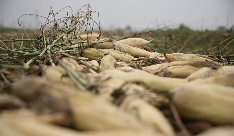 Theo chị Nguyễn Thị Tuyết (ở thôn Đông Cao, xã Tráng Việt) - thương lái mua củ cải cho biết: Hiện giá bán buôn ngoài thị trường là 1.000 đồng/kg chưa rửa, nhưng bán ra không ai mua, lỗ nhiều lắm, không tiêu thụ được. Nhà tôi mua củ cải của người dân từ lúc nhỏ từ 1,5 triệu đến 2 triệu/sào, nhưng giờ không bán được cũng phải nhổ bỏ đi gần hết.