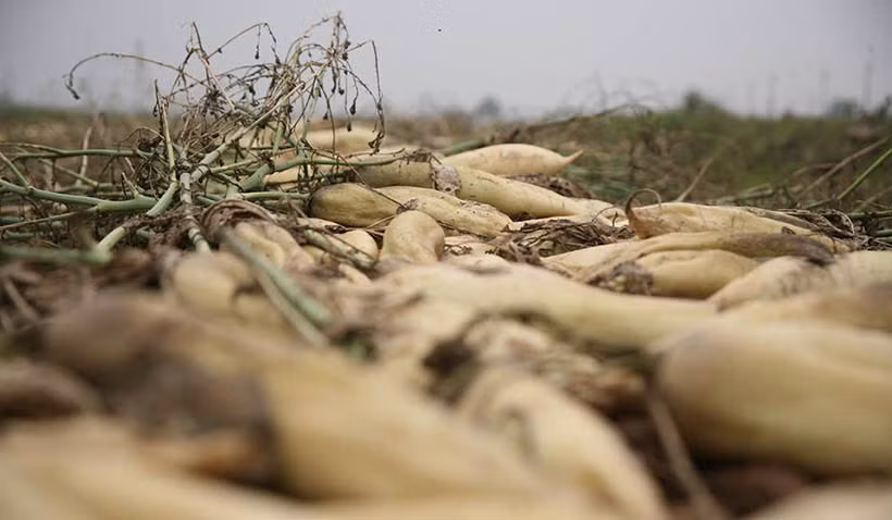 Theo chị Nguyễn Thị Tuyết (ở thôn Đông Cao, xã Tráng Việt) - thương lái mua củ cải cho biết: Hiện giá bán buôn ngoài thị trường là 1.000 đồng/kg chưa rửa, nhưng bán ra không ai mua, lỗ nhiều lắm, không tiêu thụ được. Nhà tôi mua củ cải của người dân từ lúc nhỏ từ 1,5 triệu đến 2 triệu/sào, nhưng giờ không bán được cũng phải nhổ bỏ đi gần hết.