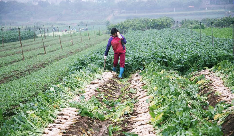 Những người nông dân trồng củ cải trắng ở cánh đồng trên địa bàn xã Tráng Việt (huyện Mê Linh, TP Hà Nội) đang phải khóc ngất, vì không bán được củ cải, do từ sau Tết Nguyên Đán Mậu Tuất 2018 giá củ cải bất ngờ tụt giảm.