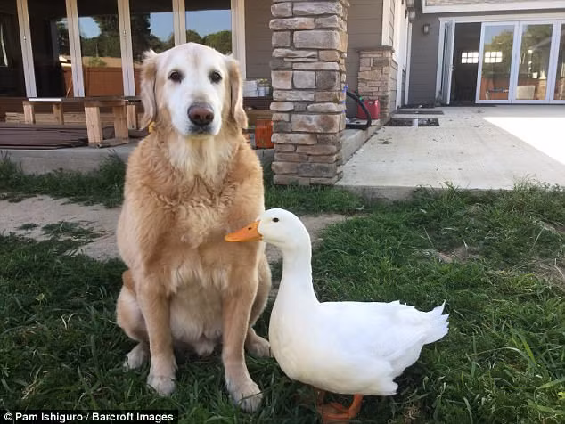 Nó sẵn sàng đánh nhau với những con vịt khác khi thấy những con vịt đó tiến đến gần Barclay.