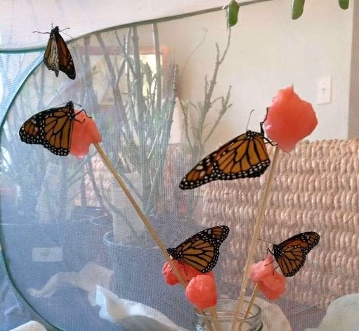 Gần đây, Romy mê hoặc vẻ đẹp của những con bướm Monarch. Sau khi nghiên cứu và tìm hiểu, cô cũng bắt đầu nuôi bướm Monarch tại nhà.