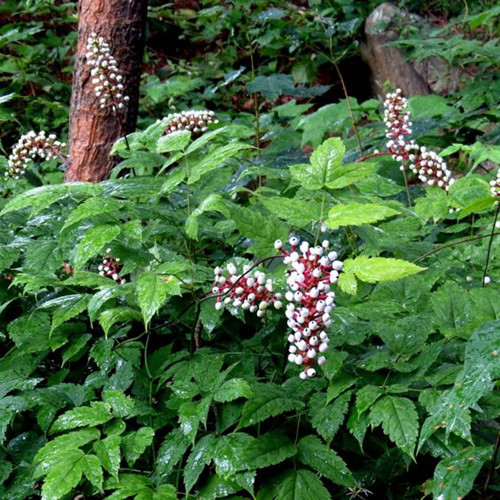 Thân của cây này có chiều cao từ 50 cm trở lên. Ảnh minh họa