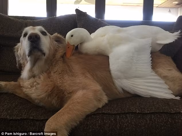 Nếu Barclay phản kháng, Rudy không ngại ngần mà mổ Barclay một cách rất hung hăng.