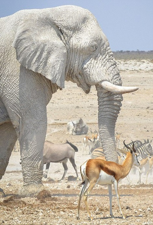 Tuy nhiên, khi đến gần, sự thật được phơi bày, hóa ra những con voi này không phải là những con voi trắng, càng không phải là những con voi bị bạch tạng.