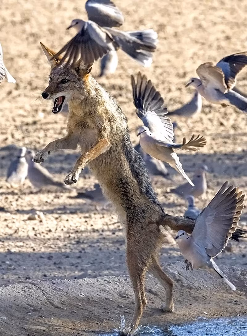 Khi thấy những con chim bồ câu chủ quan, bất cẩn, chó rừng sẽ lập tức hành động. Nó lao như tên bắn ra khỏi nơi ẩn nấp, xông thẳng về phía những con chim bồ câu và bắt đầu cuộc đi săn của mình.