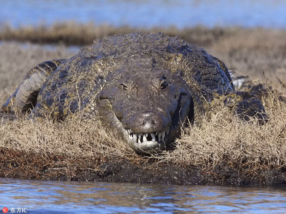 Cá sấu khổng lồ cười lên trông vẫn vô cùng nguy hiểm, khiến kẻ khác không dám khinh nhờn.