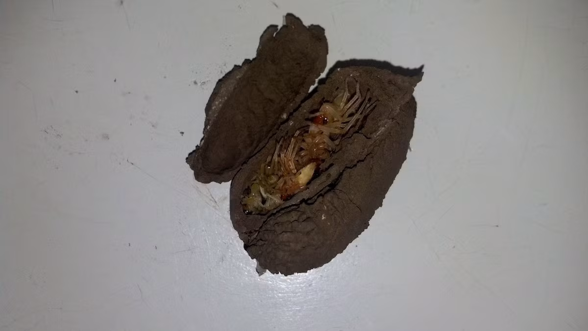 Lấy hết can đảm để kiểm tra lỗ hổng trên tường, chàng trai tìm được một bọc đất có hình thù khá kỳ lạ.