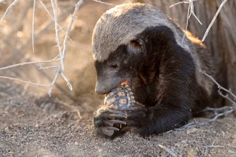 Đen đủi hơn, nếu gặp phải con lửng mật tàn bạo, hung hãn, rất có thể cặp đôi rùa tình nhân trở thành thức ăn trong miệng lửng mật.