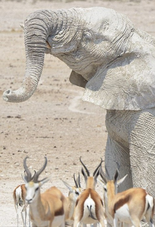 Theo tìm hiểu, những con voi có cách giảm nhiệt tương đối hiệu quả. Vào những ngày nắng nóng, chúng sẽ tìm những vũng nước, vũng bùn mát mẻ và rạp người xuống, cố tình để những lớp bùn bám trên thân thể.