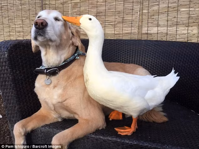 Barclay thường lén vào chuồng vịt và ăn lấy ăn để.