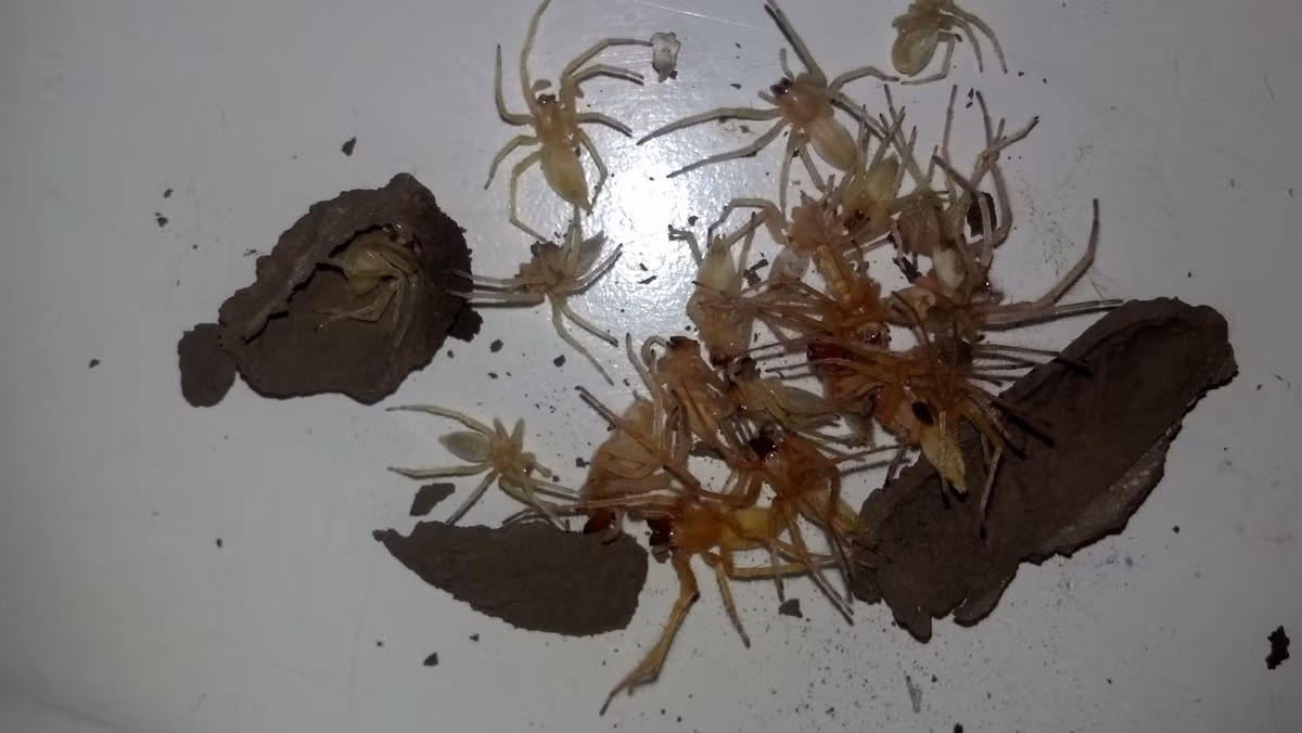 Chẳng ngờ, khi vừa đập vỡ bọc đất, chàng trai giật nảy mình khi nhìn thấy bên trong nó. Hóa ra, bên trong bọc đất này chính là hàng loạt con nhện chen chúc phía trong, trông rất đáng sợ.