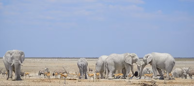 Lần này, đàn voi vô tình tắm bùn tại hố nước có đất sét trắng, chính vì vậy quá trình tắm trở thành "tắm trắng", khiến chúng có màu sắc vô cùng độc đáo, kỳ lạ và bắt mắt đến vậy.