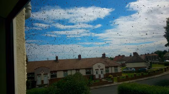 Thế nhưng mấy ngày sau, khi đang ngủ, anh bỗng nghe thấy tiếng ong bay vù vù, động tĩnh rất lớn. Nhìn ra ngoài cửa sổ, anh giật mình khi phát hiện , cả khu phố đã tràn ngập những con ong mật.