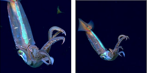 Được biết, trong chuyến khám phá này, các nhà khoa học cũng đã tìm thấy một số sinh vật kỳ lạ khác như nhện biển, giun đá màu hồng và mực ống huỳnh quang.