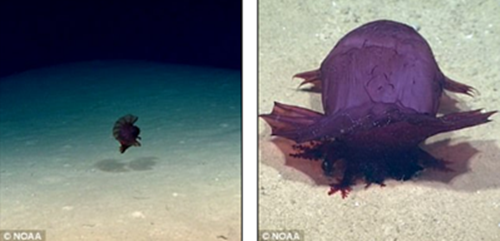 Cách mà nó di chuyển giữa làn nước sâu dưới đáy đại dương có thể nói là bơi mà như múa, rất duyên dáng, mềm mại.