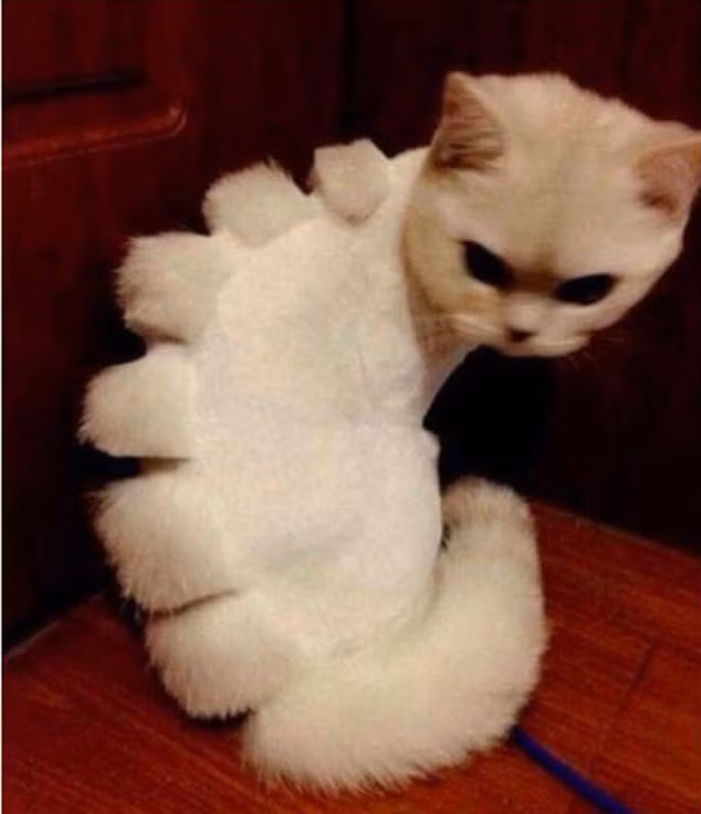 Không hề hài lòng với bộ lông mới mang phong cách khủng long, mèo trắng tức giận ra mặt.