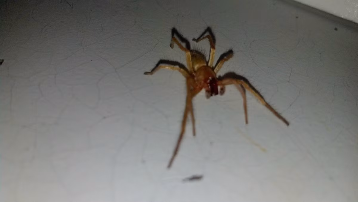 Được biết, đây là tổ ong bùn, sở dĩ có hiện tượng này là do những con ong đã đốt nhện và đẻ trứng vào bên trong cơ thể nhện.