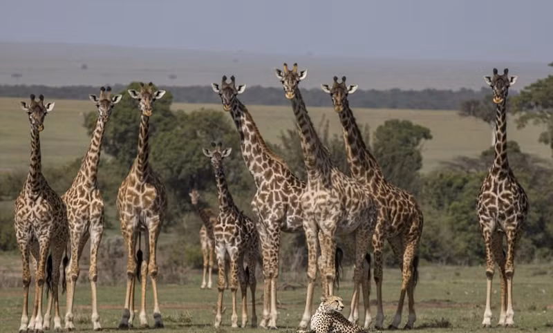 Tại thời điểm này, Masera rất đói, tuy nhiên, nó cũng lộ rõ vẻ mệt mỏi, lười biếng. Tuy phát hiện ra những con hươu cao cổ, báo đốm cái vẫn nằm nghỉ ngơi, để mặc cho những con hươu cao cổ nhìn chằm chằm vào mình.