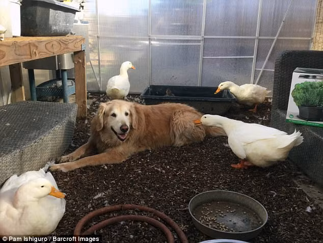 Rudy là "chị cả" trong chuồng vịt, bất cứ một con vịt nào khác đến gần bạn tốt Barclay, Rudy đều không thích.