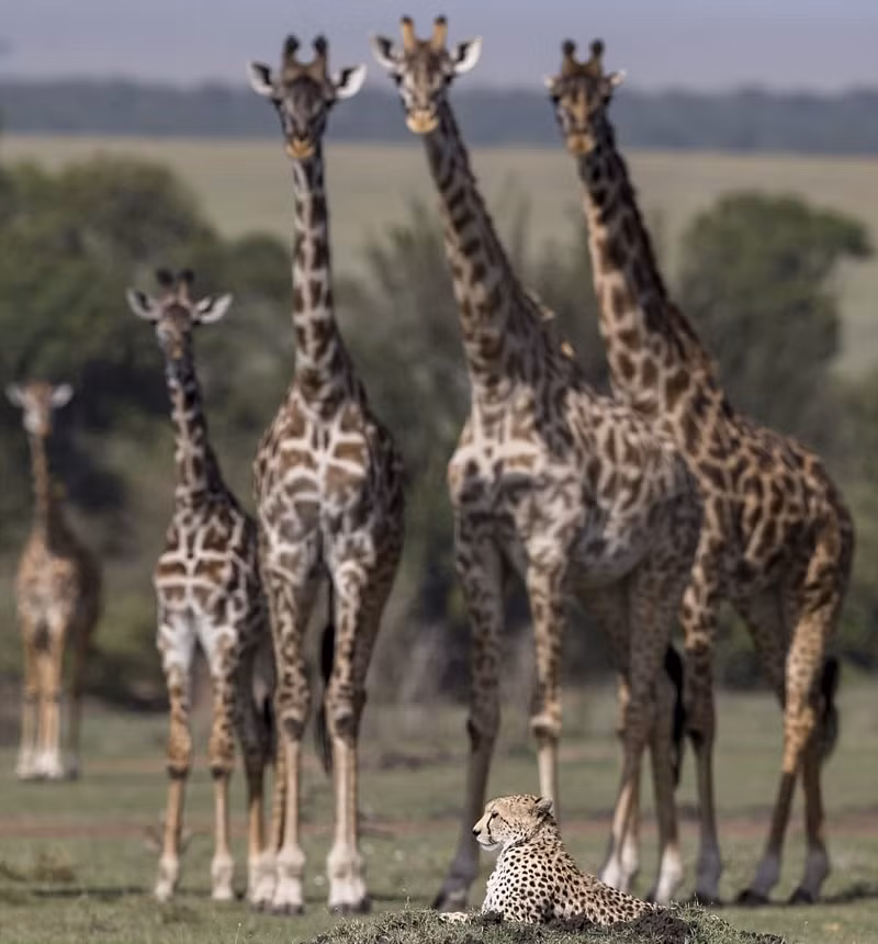 Con báo đốm trong bức ảnh có tên Masera, trong 3 năm qua, nó đã sinh hạ được 3 báo đốm con.
