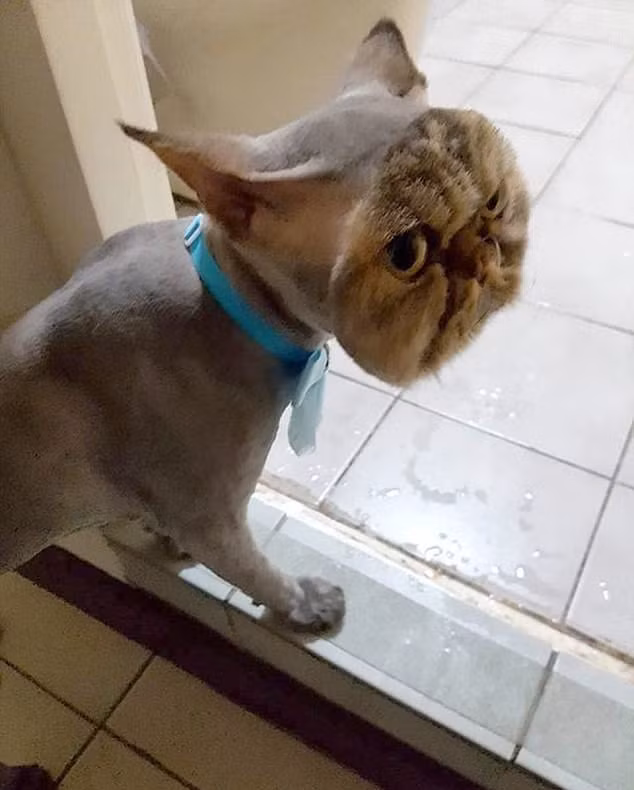 Có một chủ nhân hài hước, chú mèo này hận không thể cạo sạch nốt chỗ lông trên mặt đi.