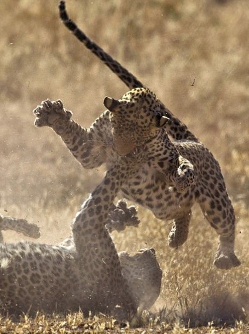 Thông qua trận chiến, con báo đốm nào có khả năng hơn, mạnh mẽ hơn sẽ được quyền hoạt động trong lãnh thổ mà chúng tranh chấp.