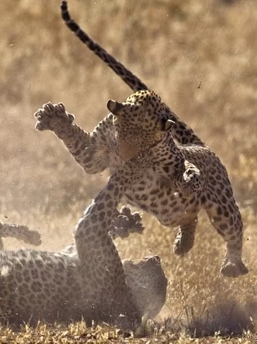 Thông qua trận chiến, con báo đốm nào có khả năng hơn, mạnh mẽ hơn sẽ được quyền hoạt động trong lãnh thổ mà chúng tranh chấp.