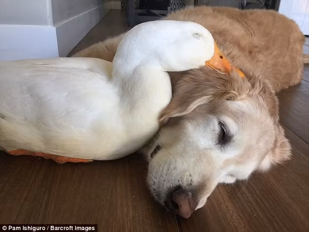 Barclay không chỉ có sở thích ăn vụng thức ăn của Rudy, còn có đam mê kỳ quái và thích ngửi mông của Rudy. Cô vịt này rất ghét hành vi này nhưng nó rất thích nằm trên người của Barclay.